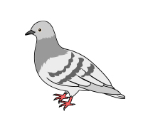 ハト・害鳥